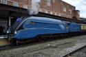 Bittern At York