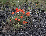 Poppies at Shildon
