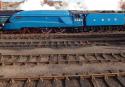 Bittern - Barrow Hill - 08 02 14