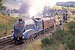 Mallard at Diggle.