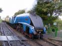 Bittern At The Mid Hants.