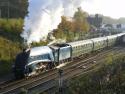 Bittern At The Bluebell, 31 10 15