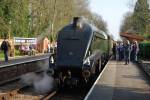 60019.Bittern.Crowcombe Heathfield.21.03.09.