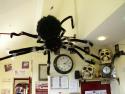 Avon Valley Railway's Tea Room Resident Spider