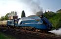 Bittern Leaving Appleby