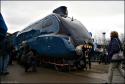 Mallard At Shildon