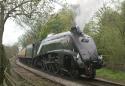 A4 Bittern