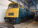 D1023 Western Fusilier