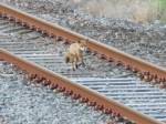 Flying Fox on the Erewash valley line.