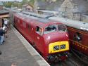 D821 GREYHOUND