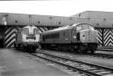 Class 44s