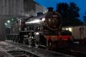 The Great Marquess On Shed