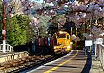 'Cherry Blossom Freight'