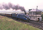 Mallard at Settle Junction