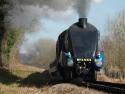 Bittern At Seven Valley 26.3.2012