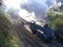 Bittern At The Bluebell, 31 10 15