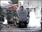 steamy  shed